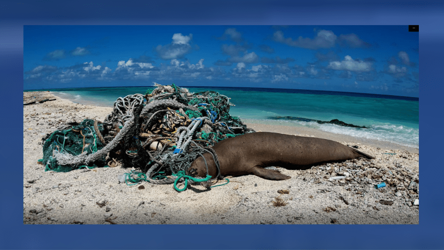 Pollution solution: Surfrider Kauai keeps the coastline clean