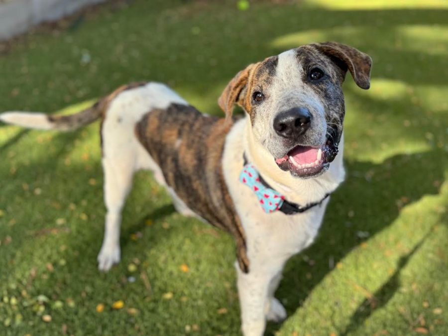 Patrick is looking for a fur-ever ʻohana