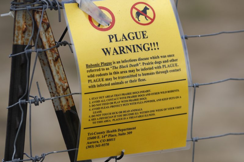 What still causes the plague in the US?