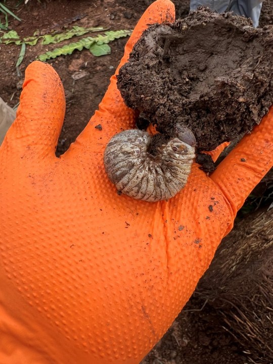 Potted plant shipment delivers CRBs to Lāna‘i