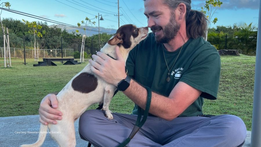 Honolulu ranks 100 out of 100 as least pet friendly city in U.S.