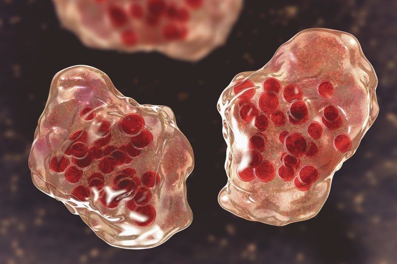 Measles virus detected in Hawaii wastewater