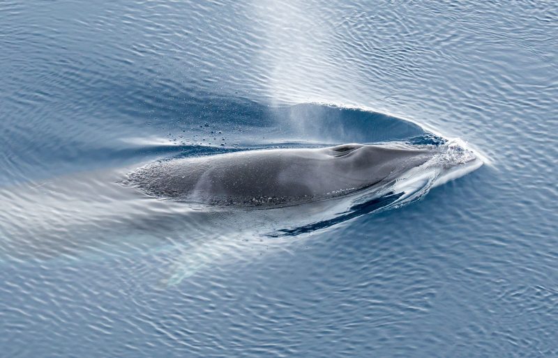 Whale dies, person goes overboard after boat collision near New Jersey: Officials