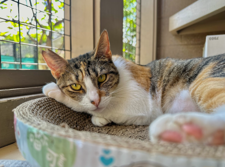 ‘Neuter Now and Feline Fix’: Neuter and spay programs return for Oʻahu pet owners
