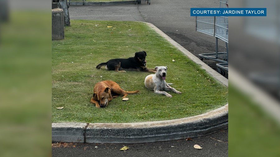 Concerns in Kapolei over loose, dangerous dog packs