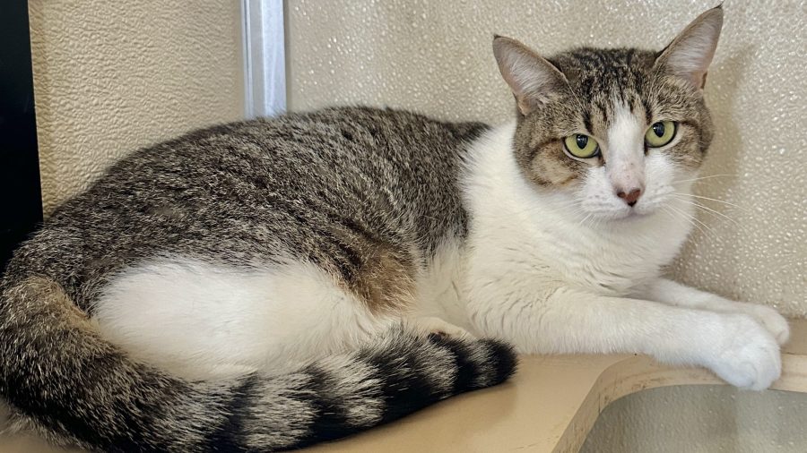 Hawaiian Humane Society waives all adoption fees for weekend