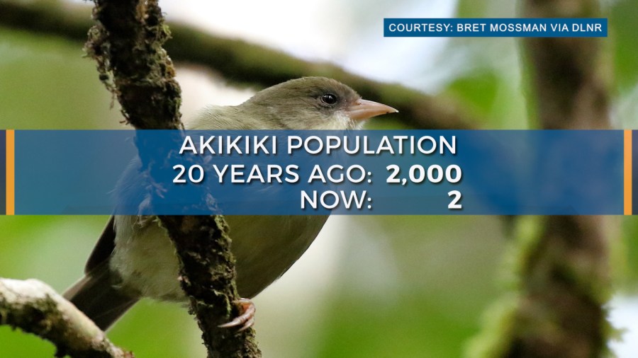 Efforts ongoing to save Hawaii birds by releasing mosquitoes