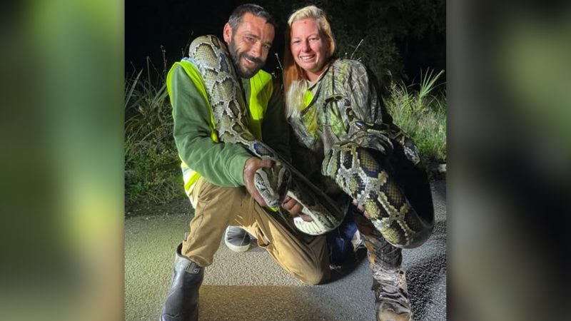Florida man removes 87 Burmese pythons from Everglades, takes home $1,000 prize