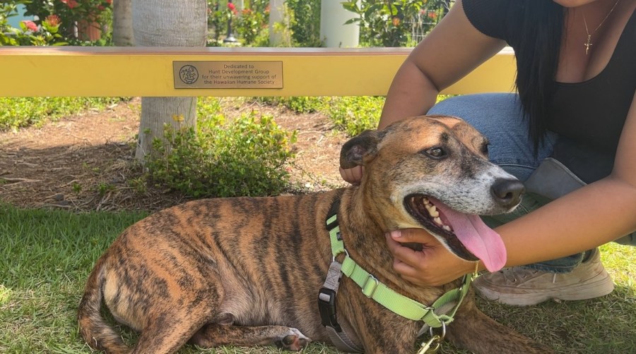 Curious, playful Rocky needs loving ohana