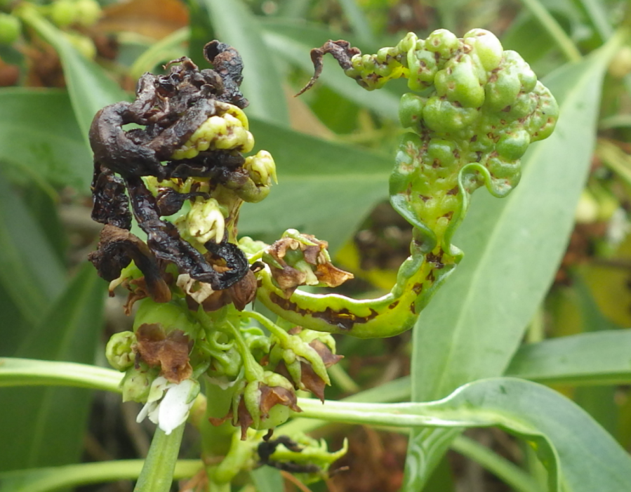 Invasive insect found attacking native plants on Kauaʻi
