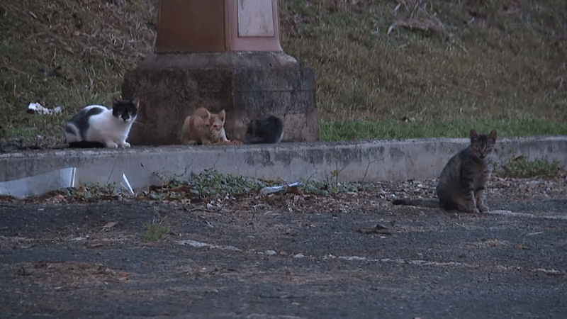 Big Island council passes bill fining people who feed feral animals on county property