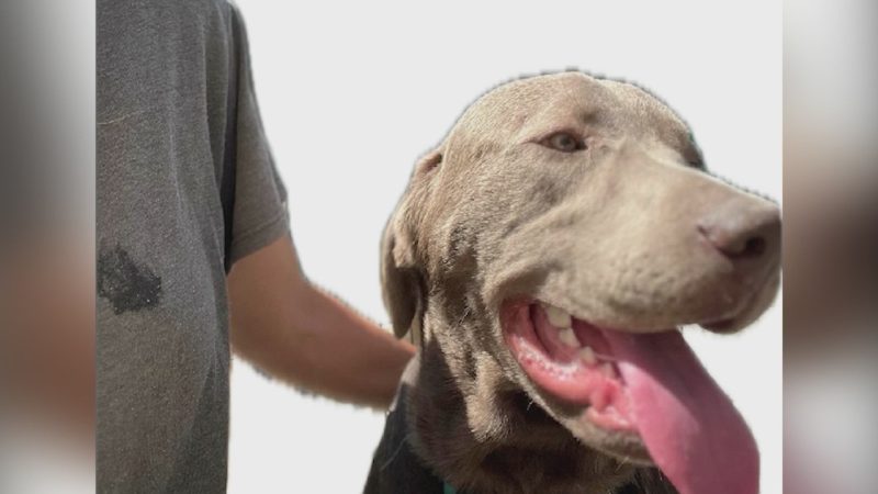 ‘Like losing a child:’ Dog owners grieving after 21 pets die at New York boarding facility