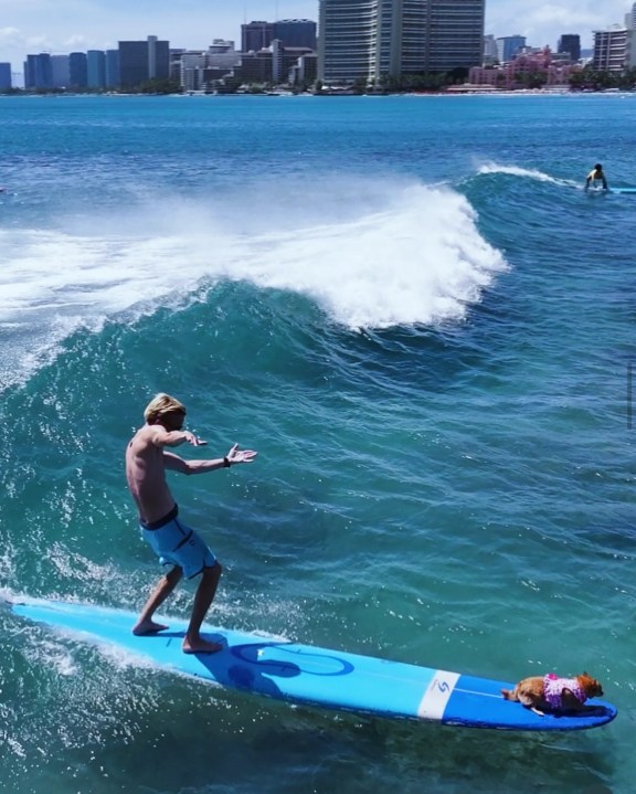 Surf’s Up for the pups: Duke’s Oceanfest celebrates 10 years of pet surfing competition