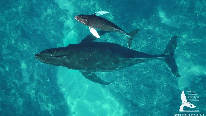 UH study reveals humpbacks’ unique feeding skill