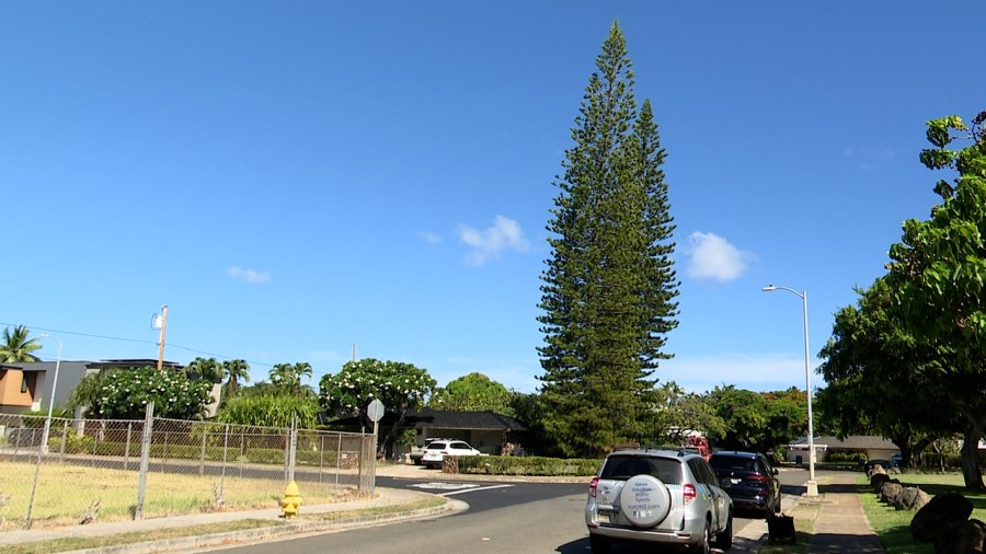 Tree for Honolulu City Lights selected