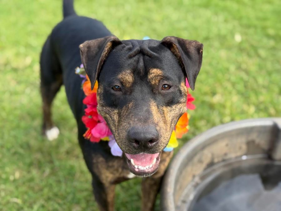 Bee-Boop the big-hearted pup awaits his forever family
