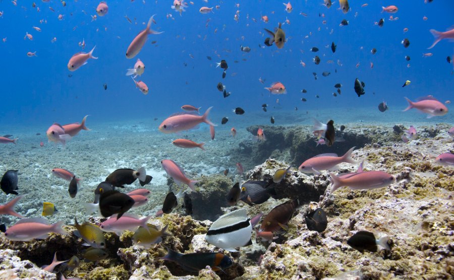 Comment on attempts to roll back protections for national marine monuments