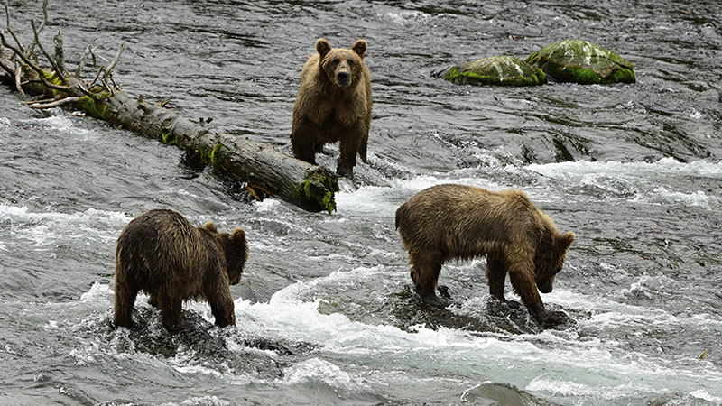 Fat Bear Week: Here’s what you should know