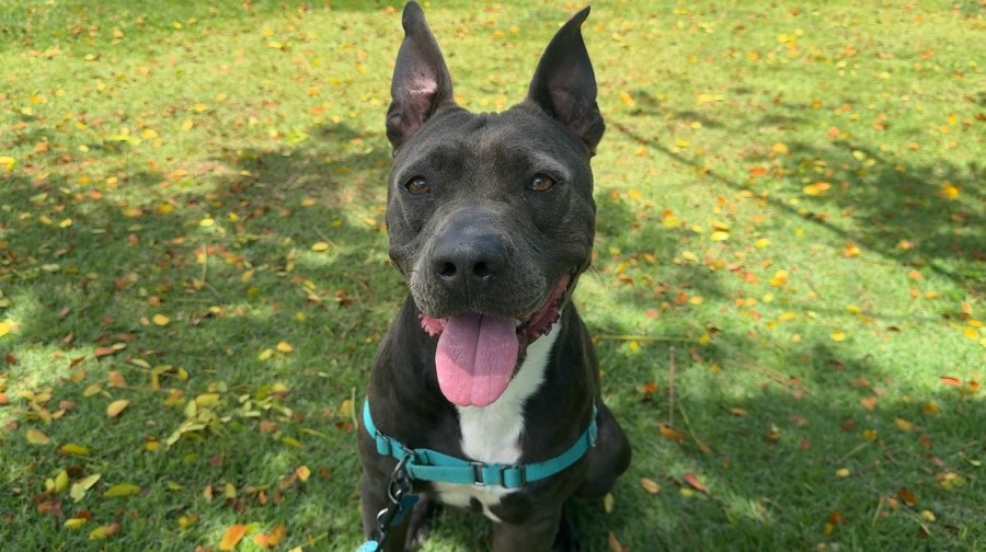 This pup is looking for a brand new home