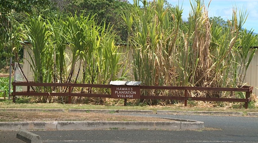 New eyes on safety: Honolulu to install cameras at Blowhole, Plantation Village