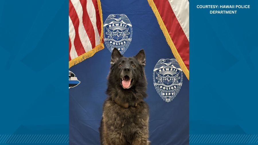 Hawaii Police Department K-9 dies after being left in car