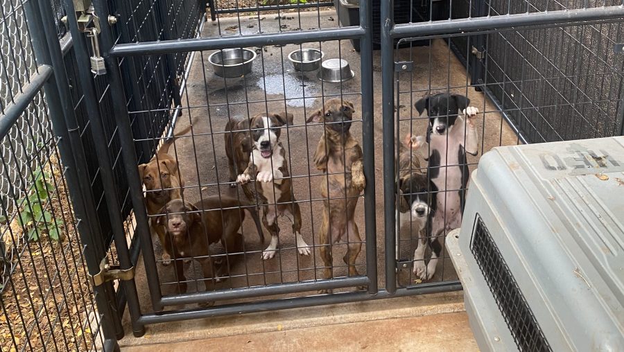 Maui Humane Society sees 40% increase in dogs, calls for community to adopt
