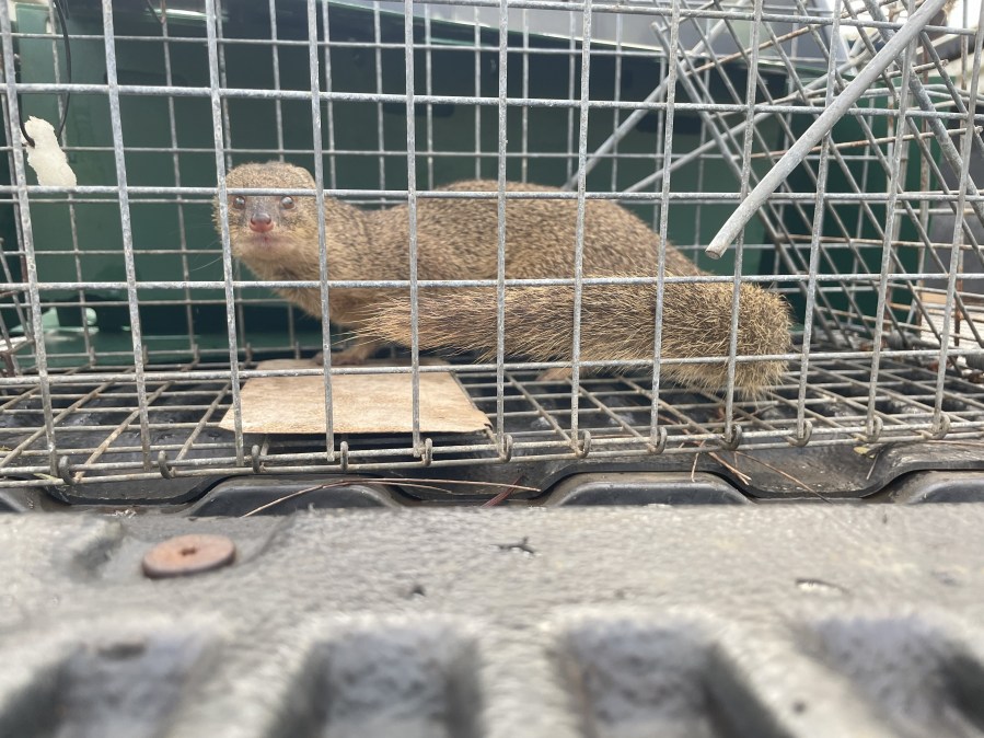Mongoose caught on Kauaʻi, prevents establishment of mongoose population