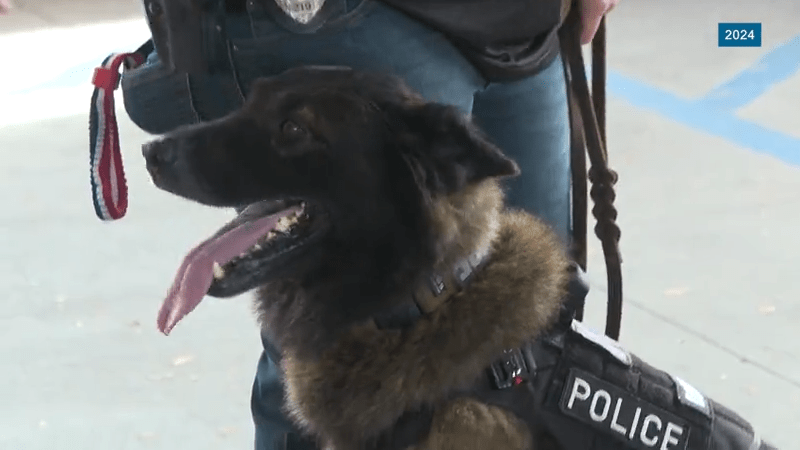 Big Island Police, PETA agree – changes need to be made in K9 unit after dog dies after being left in vehicle