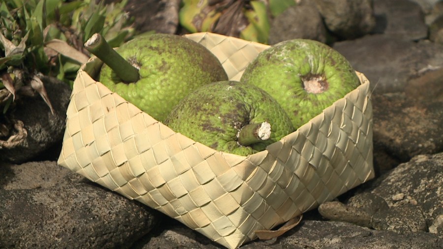 Breadfruit Festival is coming back to Kahului