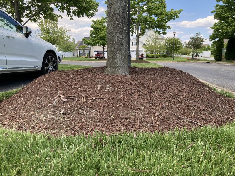 Expert says common gardening practice is choking trees: a landscaping ‘epidemic’