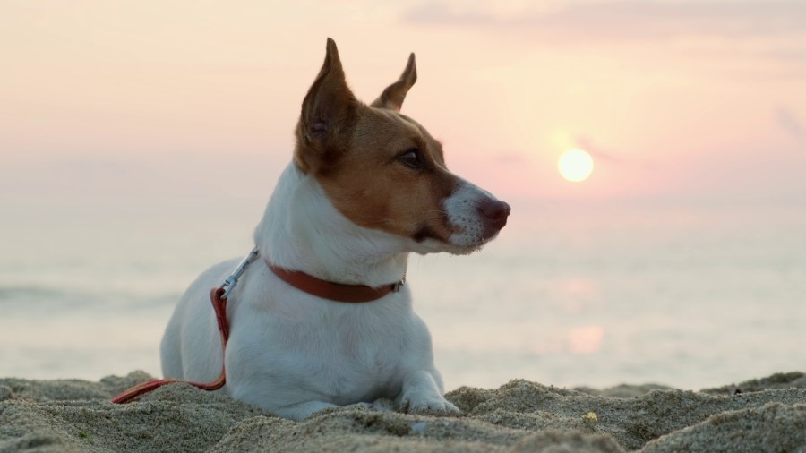 These are O`ahu’s only dog friendly beaches