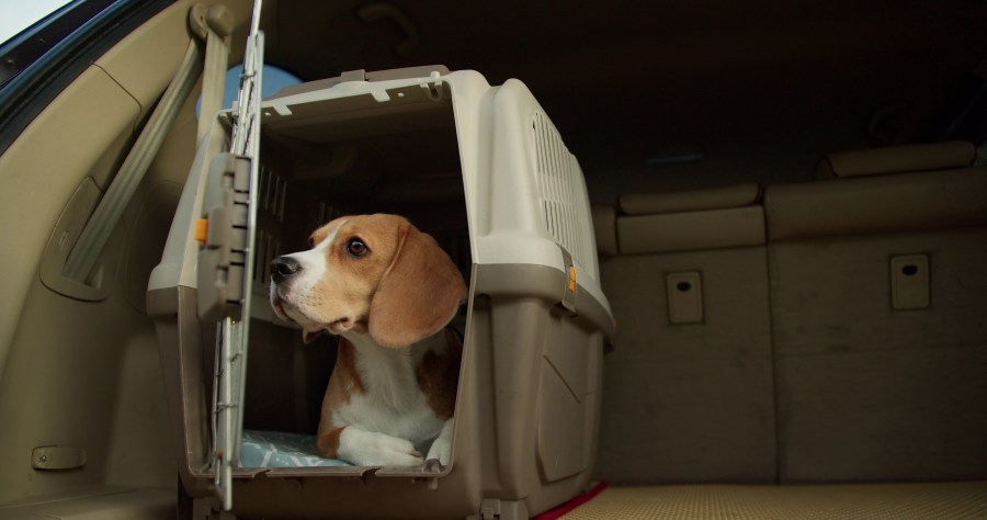 These tips will save you time, your pet’s life in a hurricane