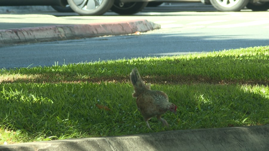 Presumptive case of bird flu detected at UH Manoa