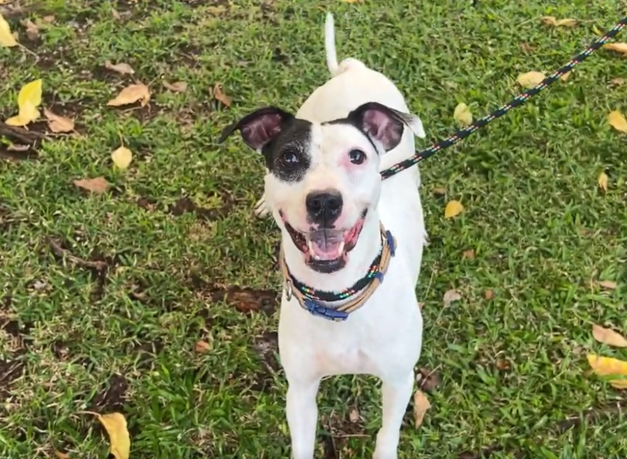 Sweet Sandy loves treats and cuddles