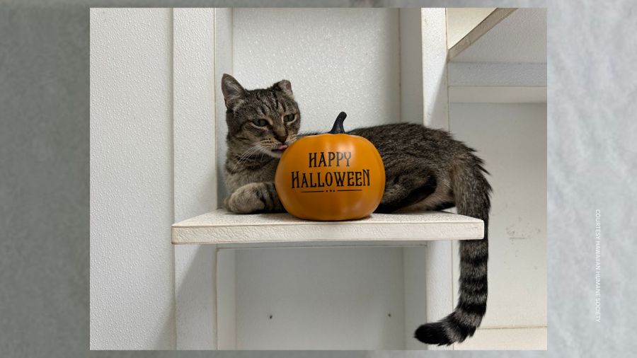 9 tips to keep your pet safe over the Halloween weekend