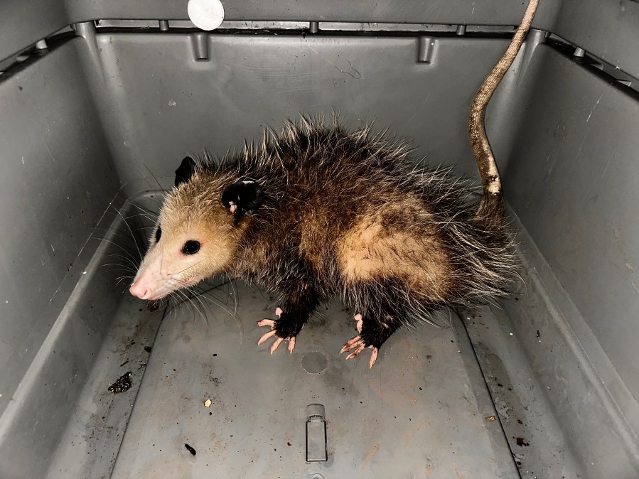 Captured: Two opossums caught at Honolulu Harbor