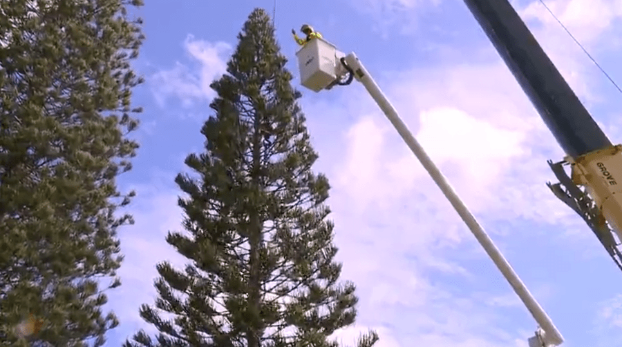 55-foot pine tree transported for city lights celebration: Kahala to Honolulu
