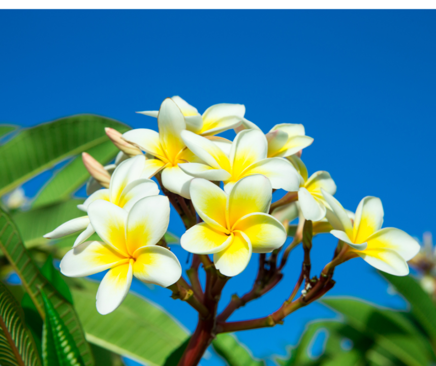 Free plumeria: UH hosts field day in Waimānalo, over 300 plumeria trees