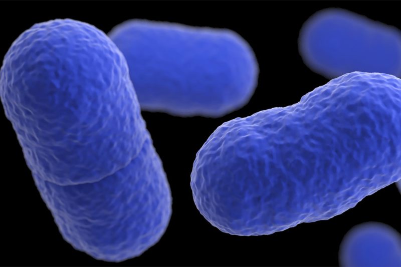 1 dead, 1 sick from listeria infection in Hawaii