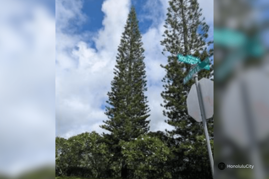 City crews to harvest 55-foot tree for Honolulu City Lights