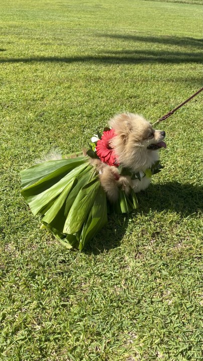PHOTOS: Scary cute canine costumes