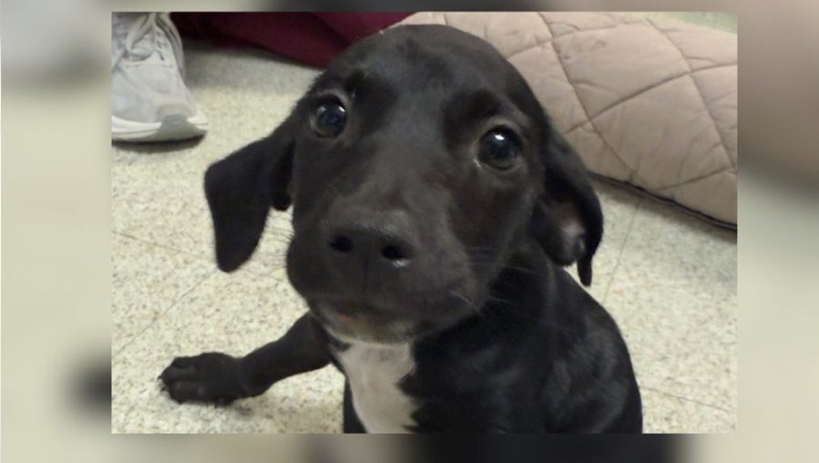 Multiple dogs shot in Kapolei, police investigating