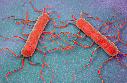 What is Listeria? How to prevent getting sick, dying