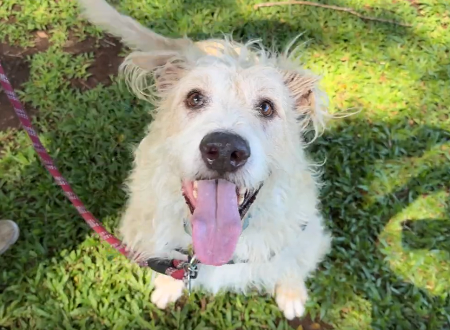 Eddie the loveable pup looks for a home with you