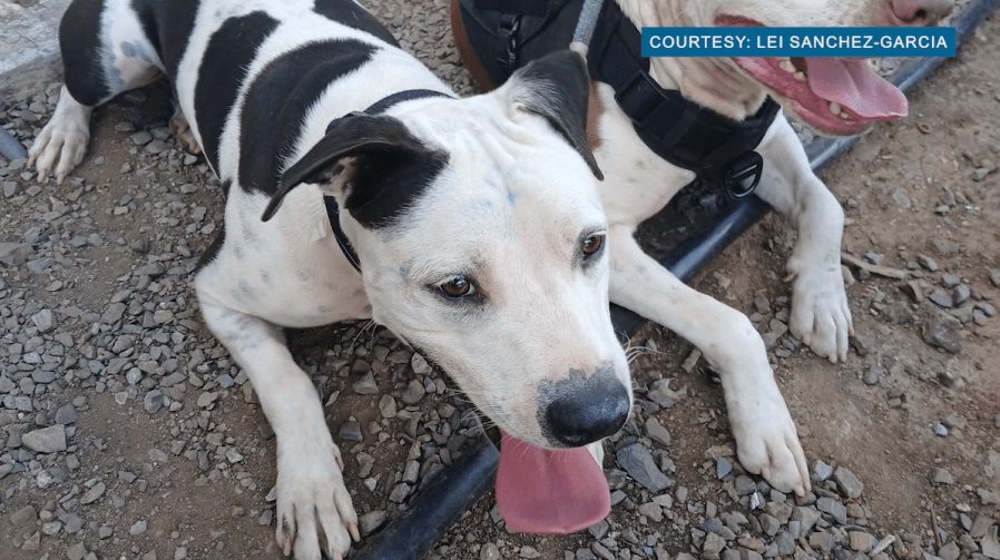 ‘I don’t know what to say:’ HPD shoots, kills ‘aggressive’ dog; 1 officer injured