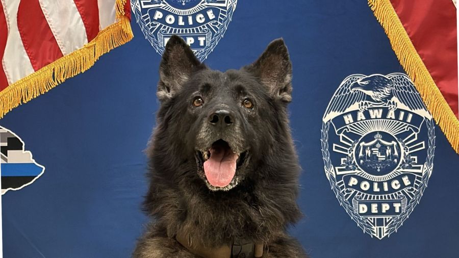 K-9 Archer case: Prosecutors decline charges, HPD investigation continues