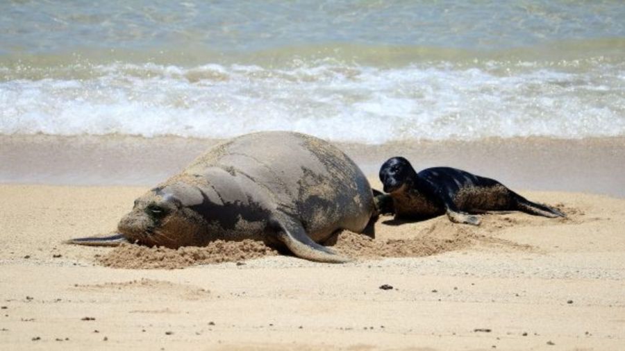 Local keiki advocates for Hawaiian monk seal protection