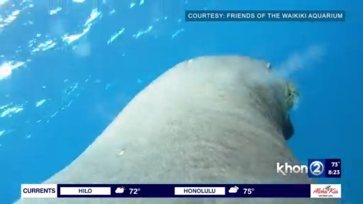 Waikiki Aquarium celebrates Hawaiian Monk Seal month