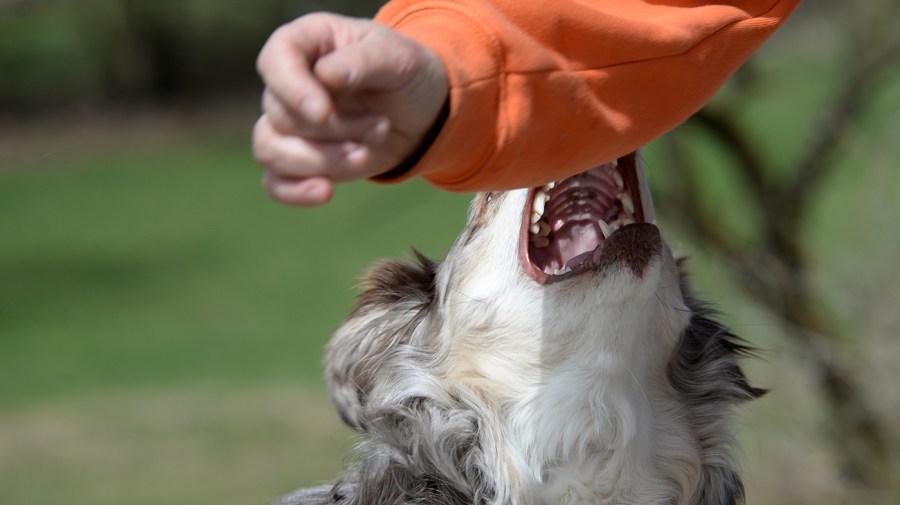 City Council passes bill to crack down on ‘aggressive’ dog attacks