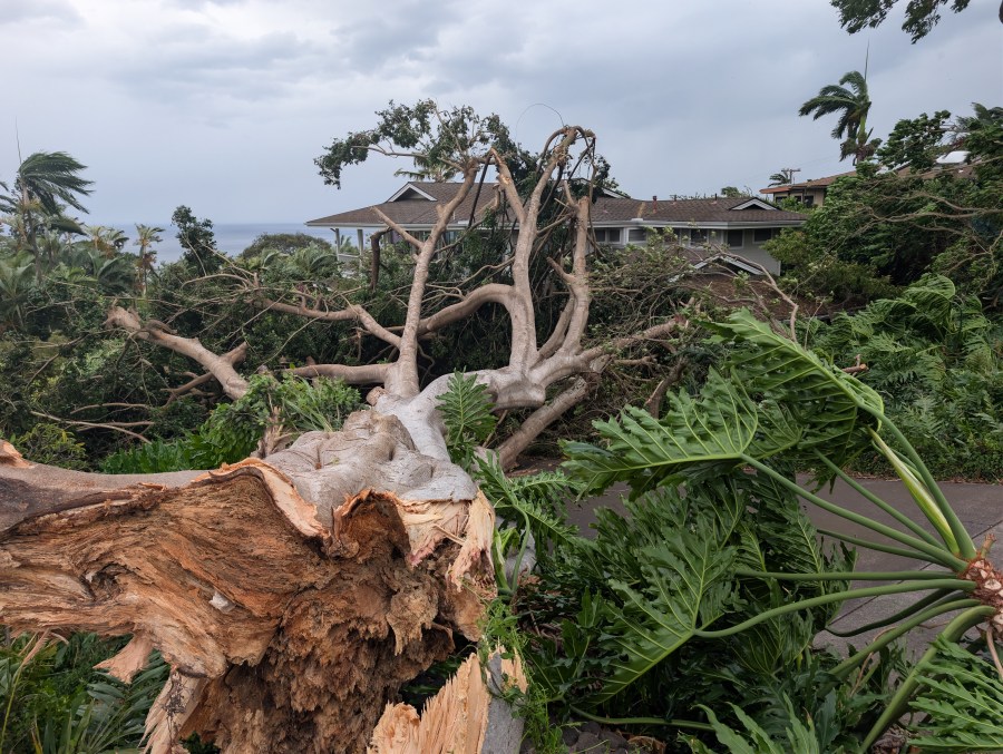 Lala Cleanup: Green waste disposal do’s and don’ts